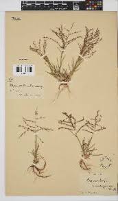 Image result for Trichoneura grandiglumis