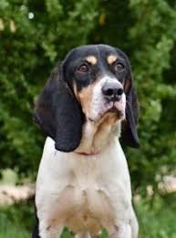 Avec les spécialistes du service économie de rfi et les meilleurs experts, il identifie les lignes de force de la vie économique mondiale. Chiens Au Refuge Hunde