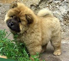 caucasian sheepdog hayvanlar