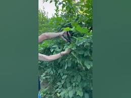 Image result for Živý plot z habru