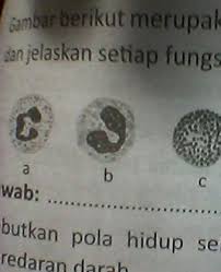 Jumah sel darah putih hanya dapat diketahui melalui tes darah. Gambar Berikut Merupakan Gambar Sel Darah Putih Berilah Keterangan Pada Gambar Dan Jelaskan Setiap Brainly Co Id