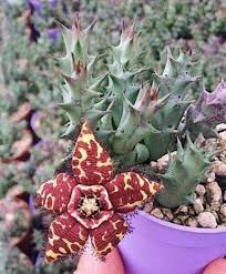 Image result for Orbea paradoxa