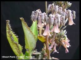Mother plant sterilization of the plant tissue takes place stage i initiation of culture explant placed 1000 which would include testingupto 10 samples of the same plant species for amaximum of 5. My Mother Of Thousands Succulent Plant With Lilac Flowers And Plantlets Youtube