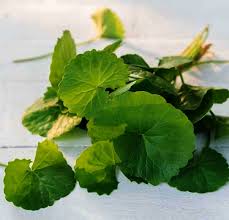 Image result for Centella glabrata