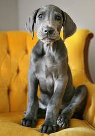 Greatbigcanvas.com has been visited by 100k+ users in the past month Sorry But The Page You Re Looking For Can T Be Found Great Dane Puppy Blue Great Dane Puppies Dane Puppies