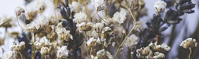 Maybe you would like to learn more about one of these? Dry Flowers Using Silica Gel Agm Containers Controls