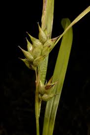 Image result for Carex echinochloe