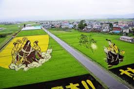 Image result for rice field