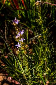 Image result for Wahlenbergia huttonii
