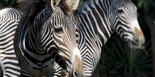 Research will result in a ban on fences in areas where zebras live. Grevy S Zebra Smithsonian S National Zoo