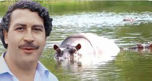 Hipopótamos de Pablo Escobar serão abatidos na Colômbia