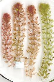 Image result for Aldrovanda