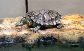 Why i don't like turtles in my ponds. Easy At Home Safe Turtle Cleaning Supplies