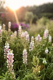 This plant was introduced to maine as a landscaping plant, and quickly got out of control. Lupine Pink Fairy My Cottage Garden