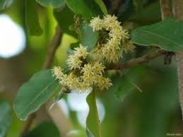 Image result for Manilkara mochisia