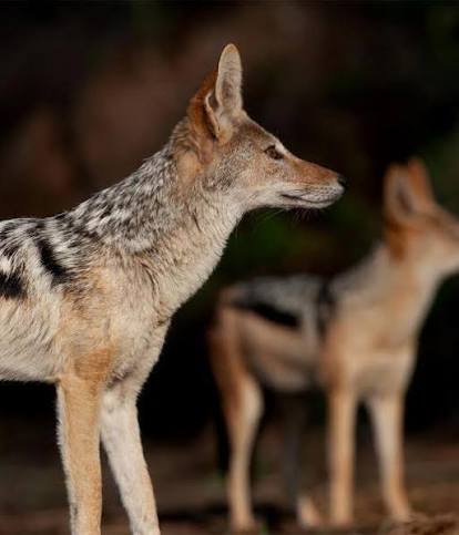 Jackal | African Wildlife Foundation