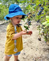 First Time Blueberry Picking Blueberry Plant Blueberry Farm Blueberry Plants For Sale