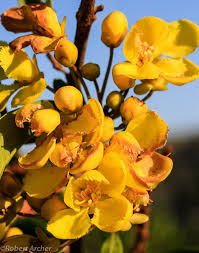 Image result for Acridocarpus chloropterus