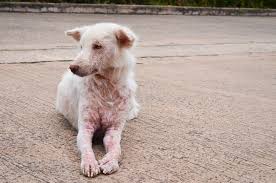 Image result for scabies dogs detail