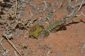 Image result for Tridentea marientalensis