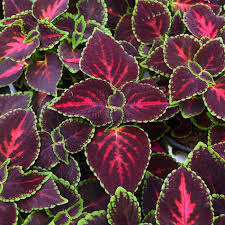 Image result for Coleus hereroensis