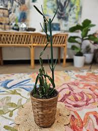 Image result for Cissus glaucophylla