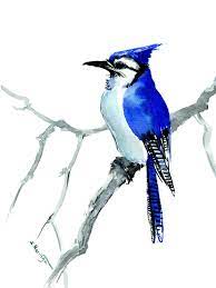 Blue Jay Art Original Watercolor Bird Painting Etsy Blue Jay Art Watercolor Bird Blue Jay