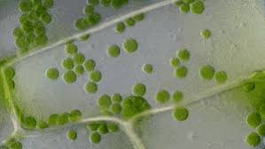 We did not find results for: Top 30 Plant Cells Gifs Find The Best Gif On Gfycat