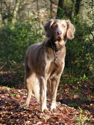 Advice from breed experts to make a safe choice. Weimaraner Longhair Breed Information History Health Pictures And More