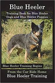Find out about training, behavior, and care of texas heeler dogs. Blue Heeler Training Book For Blue Heeler Dogs And Blue Heeler Puppies By D G This Dog Training Blue Heeler Training Begins From The Car Ride Home Blue Heeler Training Naiyn Mr Doug