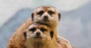 To effectively resolve an issue with a spoiled brat, you first need to take a deep breath and get control of your emotions. Cute Meerkat Cubs Stop Being Spoiled Early In Life