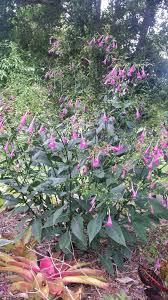 Check spelling or type a new query. Identify Plant With Tubular Pink Flowers And Paired Elliptic Leaves Gardening Landscaping Stack Exchange
