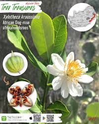 Image result for Xylotheca tettensis