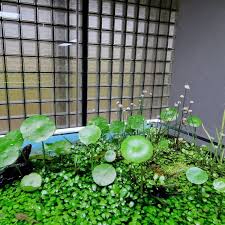 Image result for Hydrocotyle verticillata