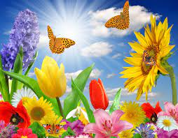 You are free to download these desktop butterfly on flower hd wallpapers are available in high definition just for your laptop, mobile and desktop pc. Beautiful Summer Butterfly Wallpapers Top Free Beautiful Summer Butterfly Backgrounds Wallpaperaccess