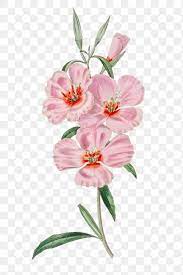 Vintage Godetia Flower Png Blooming Illustration Free Image By Rawpixel Com Gade Flower Illustration Free Illustrations Free Png