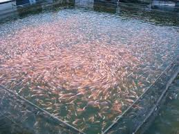 Teknik Jitu Supaya Pembudidayaan Ikan Dengan Waring Ikan Berhasil Untung Besar Ikan Mas Kebun Ikan