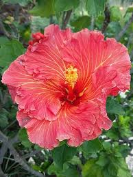 Grow this shrub in full sun to partial shade. Page 3 Royalty Free Tropical Hibiscus Photos Pikist