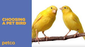 We are the premier pet store in the indianapolis area, with locations on the east, northeast, and west sides of indianapolis, as well as in fishers. How To Choose The Best Pet Bird For You Petco Youtube
