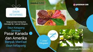 Menampilkan 623 daun ketapang dari berbagai forum jual beli. Lagi Viral Harga Daun Ketapang Kering 1 Juta Kilogram Youtube
