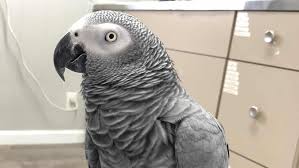 We did not find results for: How To Become An Exotic Animal Vet How I Got Into Vet School