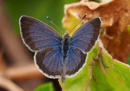 Image result for Geigeria schinzii