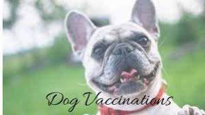 As a matter of fact, everyone who uses our services helps pets facing hardship because every dollar we make as a. Affordable Pet Vaccinations Services In Dallas Fort Worth