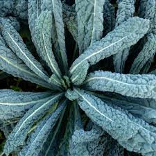 Image result for Brassica