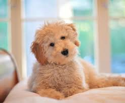 25,309 likes · 440 talking about this. Pin On Puppies