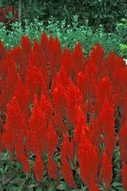 Image result for Celosia elegantissima