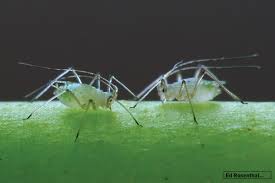 Aphids (hemiptera) are a common problem on indoor plants. 13 Ways To Organically Prevent And Control Aphids Ed Rosenthal