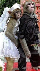 Monkey In Wedding Dress Funny Monkey Pictures Monkey Pictures Monkeys Funny