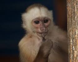 Sierra de Perijá white-fronted capuchin