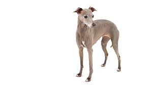 An elegant toy breed measuring 13 to 15 inches at the shoulder, the italian greyhound is slender and graceful. Italian Greyhound Dog Breed Information Purina